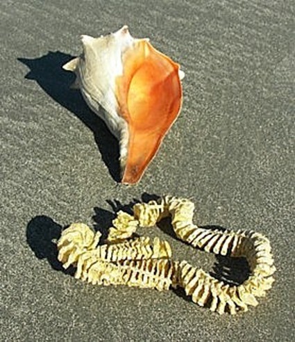 Knobbed_Whelk_with_Egg_Case_100b2930