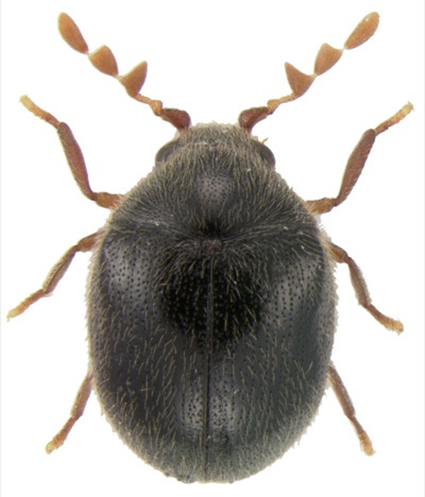 Byrrhodes sp., Nicolas Gompel