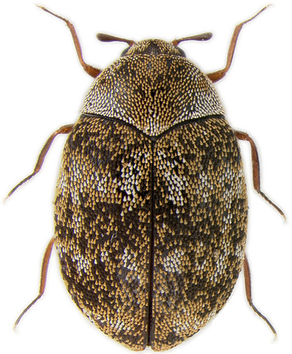 Anthrenus sp., Nicolas Gompel