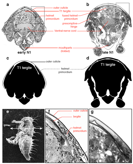Origine bilatrale du casque des membracides, Prud'homme et al., 2011