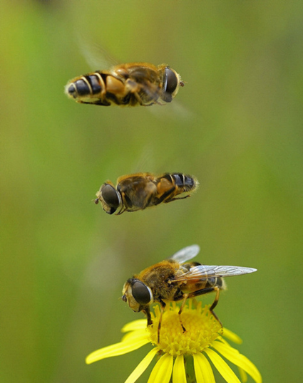 Eristalis tenax