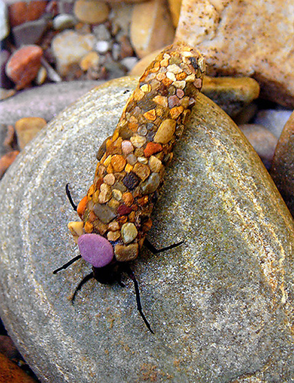 Fourreau naturel de larve de trichoptère