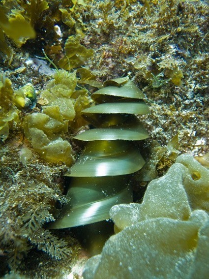 oeuf de requin buffle