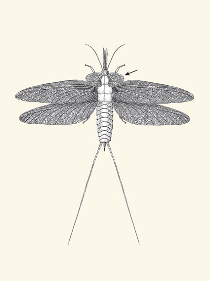 Stenodyctya lobata