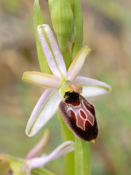Ophrys splendida