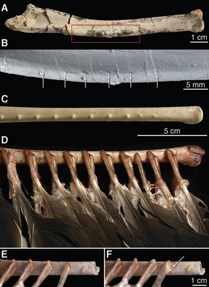Comparaison de l'ulna de Velociraptor (A et B) et de la dinde Cathartes (C, D, E et F)