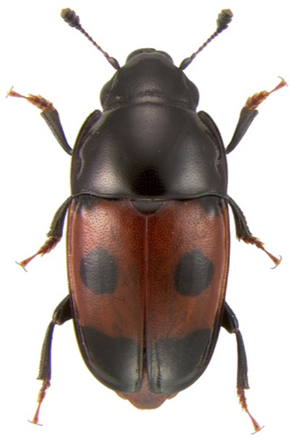 Glischrochilus sanguinolentus, Nicolas Gompel