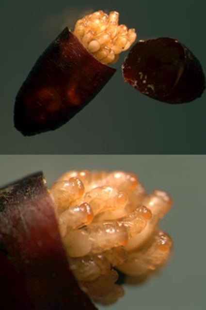 Nasonias en stade pupal dans la carcasse d'une pupe de mouche Calliphorid