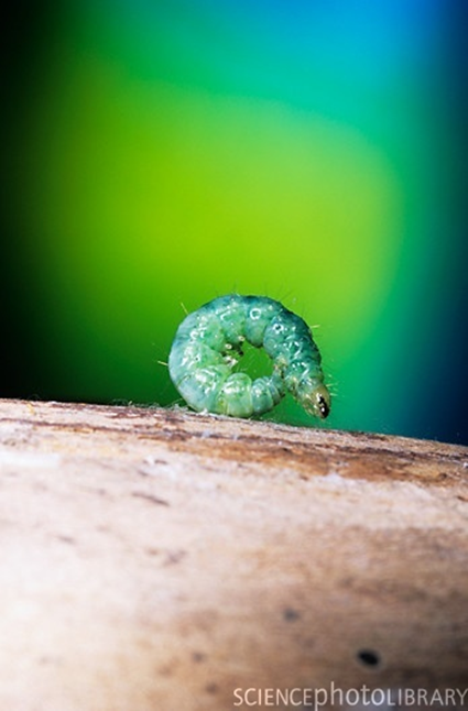 Larve de Pleuroptya ruralis
