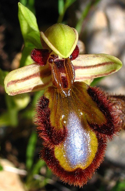 Ophrys speculum