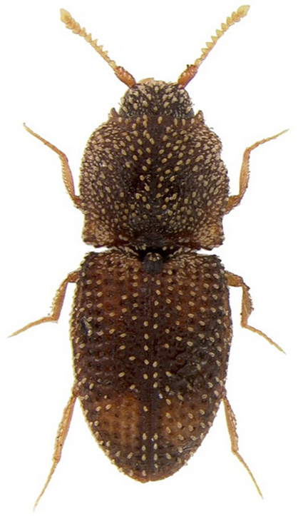 Rismethus squamiger, Nicolas Gompel