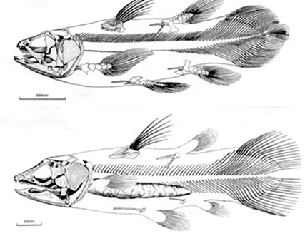 Squelette de Latimeria actuel et de son plus proche parent identifi Macropoma lewesiensis, fossile du Crtac (environ – 100 Ma)