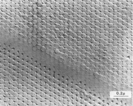 structure microscopique de l'opale