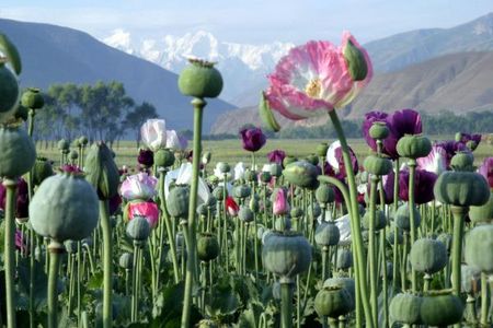 afghanistan_poppy