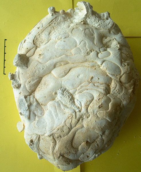 Figure 3 Silex 'boudin' maastrichtien de Vigny