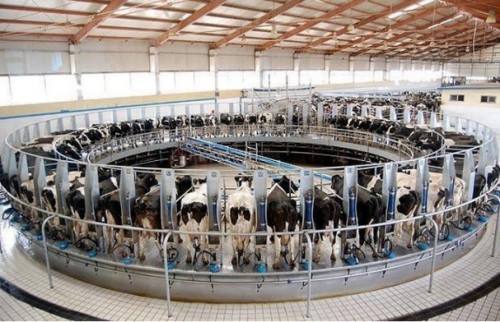 jocelyne porcher,levage,production industrielle animale,dra directeur des ressources animales,zootechnie,humiliation chez les leveurs et les travailleurs,levage industriels,systme industriel de production animale,novlangue,george orwell,1984,levage rationalis,unit de production animale,antispcisme,antispciste,vgratarisme,vgtarien,bien-tre des animaux