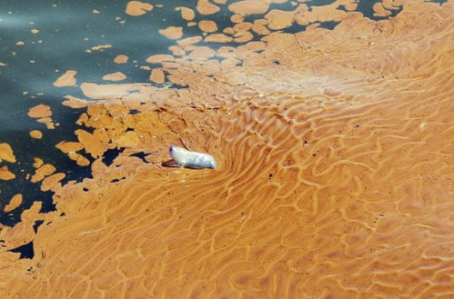 gal_gulfspill_10.jpg