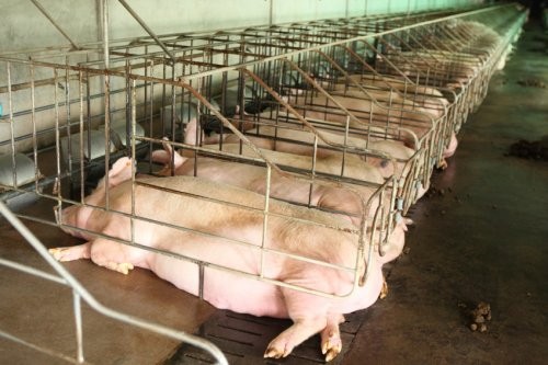 jocelyne porcher,levage,production industrielle animale,dra directeur des ressources animales,zootechnie,humiliation chez les leveurs et les travailleurs,levage industriels,systme industriel de production animale,novlangue,george orwell,1984,levage rationalis,unit de production animale,antispcisme,antispciste,vgratarisme,vgtarien,bien-tre des animaux
