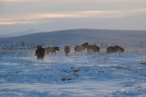 Jeunes chevaux iakoutes par -50°C - Tomtor - Iakoutie - Sibrie   Bernard Grua 2010