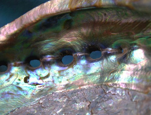 Abalone shell