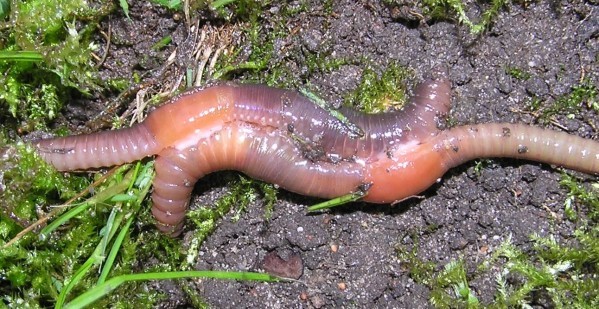 Earthworm_klitellum_copulation_beentree.jpg