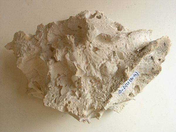 Figure 5 Silex 'cari' maastrichtien de Vigny