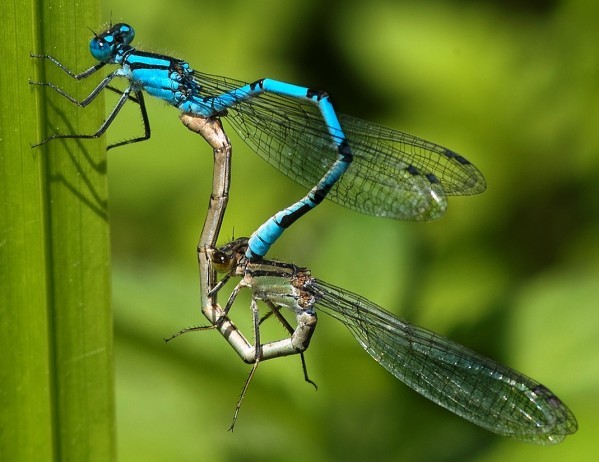 Common-blue-in-copulation-wheel