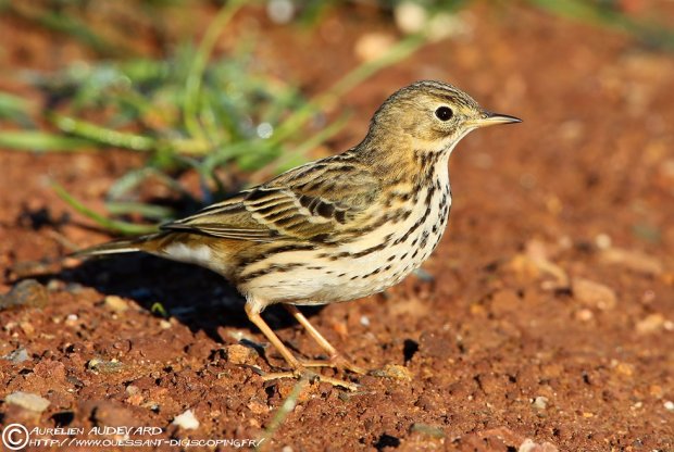 Résultat de recherche d'images pour "Pipit farlouse"