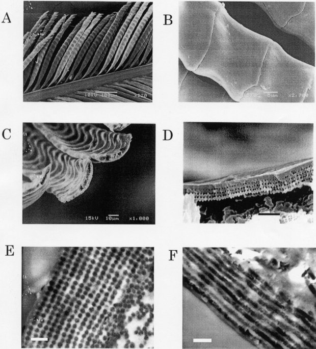 Plumes de paon au microscope